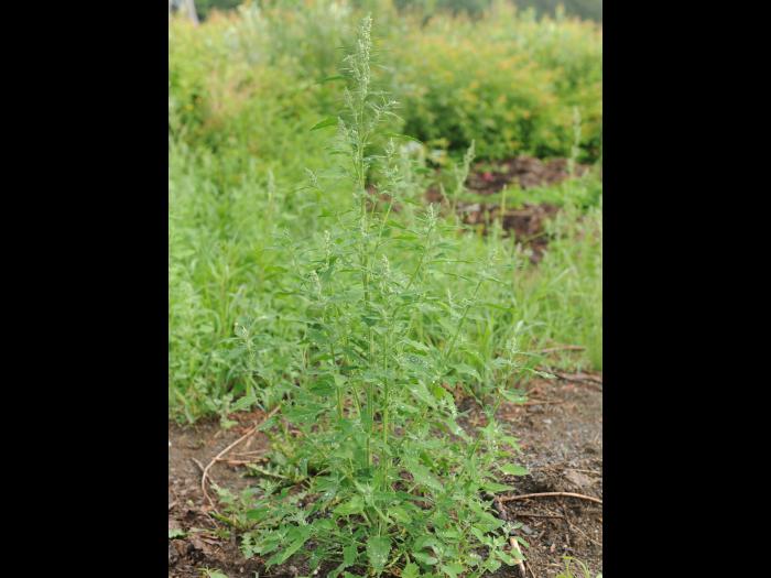 Chénopode blanc(Chenopodium album)_24