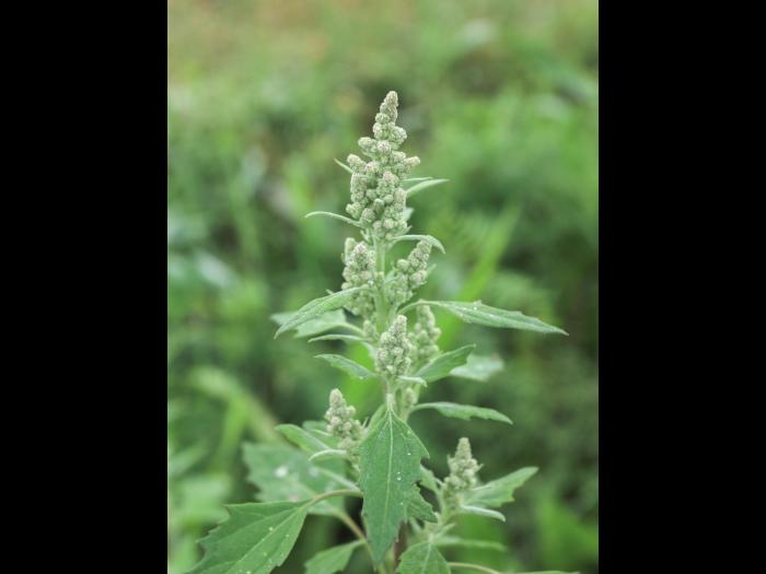 Chénopode blanc(Chenopodium album)_26