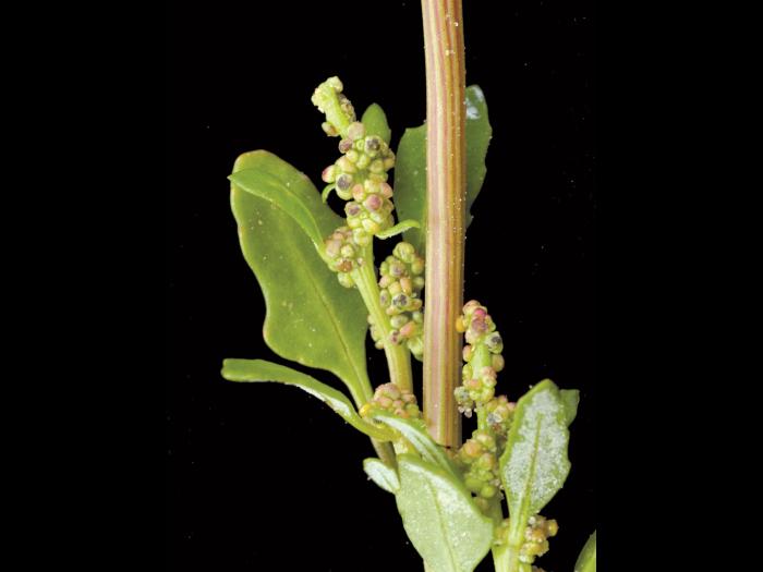 Chénopode glauque(Oxybasis glauca)_8