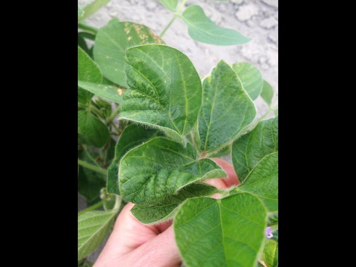 Soya - diméthénamide-P (15)_1