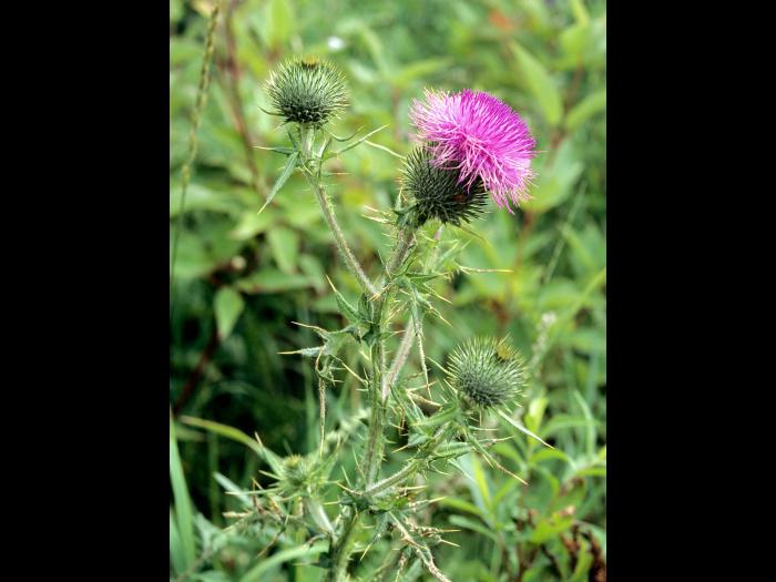 Chardon vulgaire(Cirsium vulgare)_6