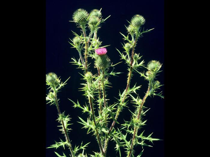 Chardon vulgaire(Cirsium vulgare)_7