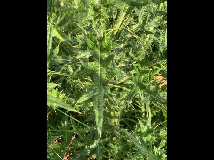 Chardon vulgaire(Cirsium vulgare)_14