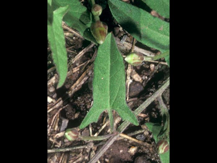 Liseron champs (Convolvulus arvensis)_2