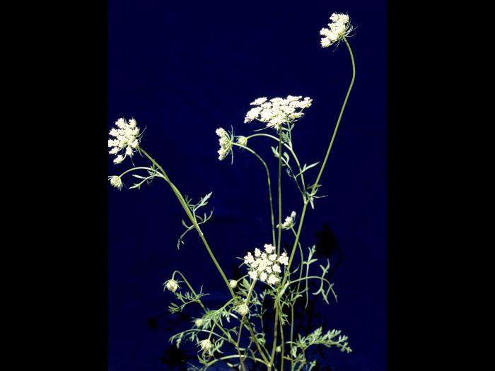 Carotte sauvage(Daucus carota)_4