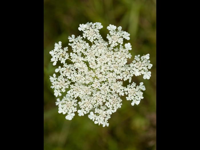 Carotte sauvage(Daucus carota)_9