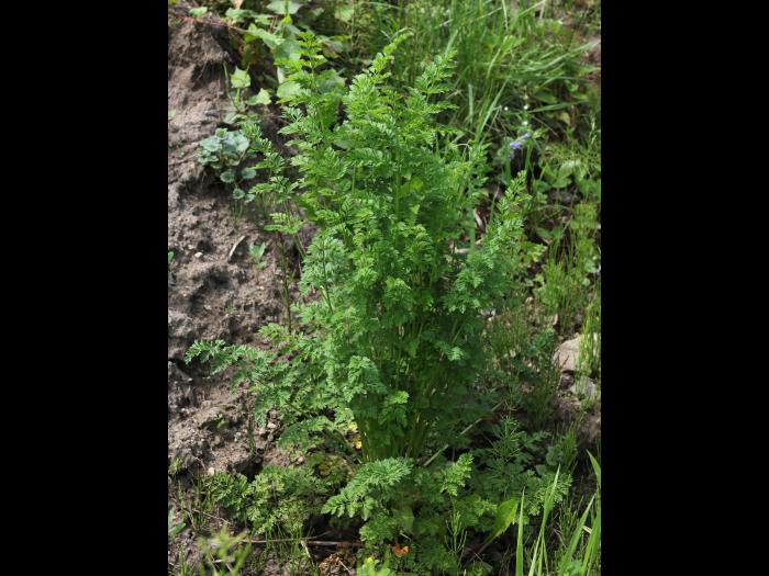 Carotte sauvage(Daucus carota)_14