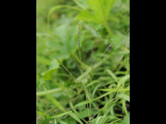 Digitaire astringente(Digitaria ischaemum)_27