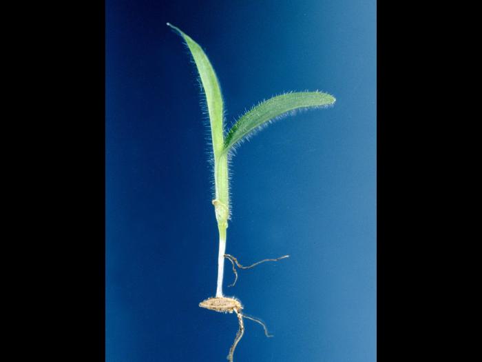 Digitaire sanguine(Digitaria sanguinalis)_3