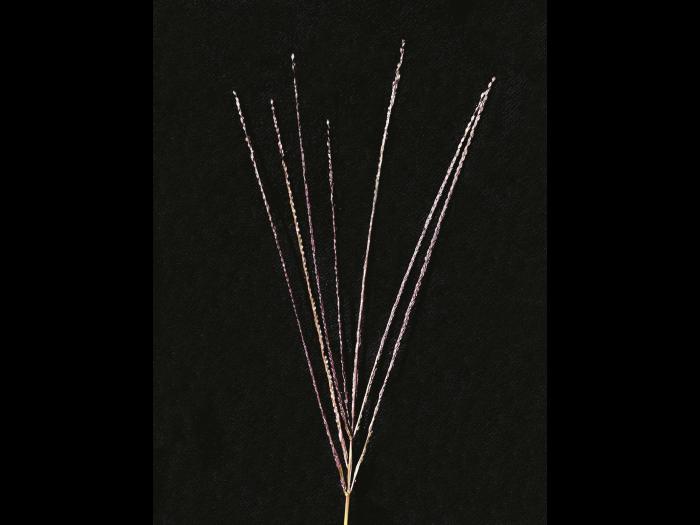 Digitaire sanguine(Digitaria sanguinalis)_12