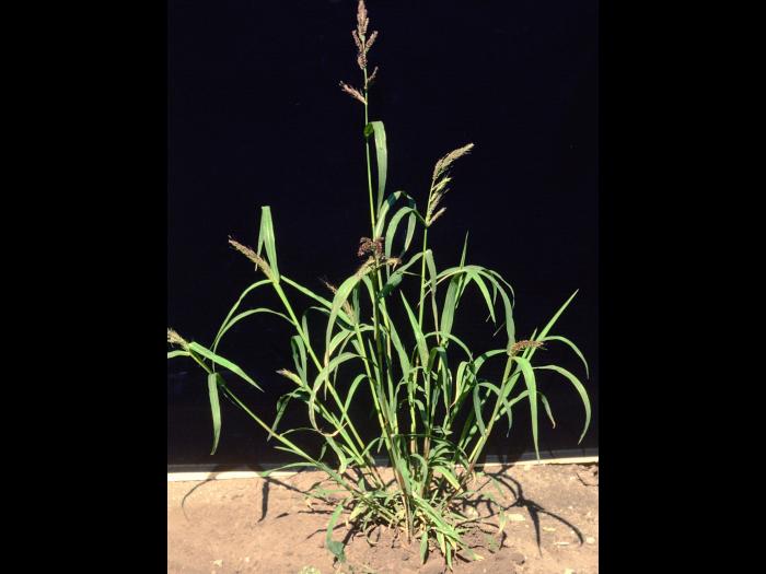 Pied-de-coq(Echinochloa crus-galli)_4