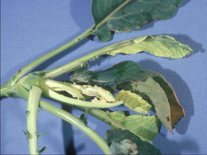 Chou-fleur - glyphosate (9)_1