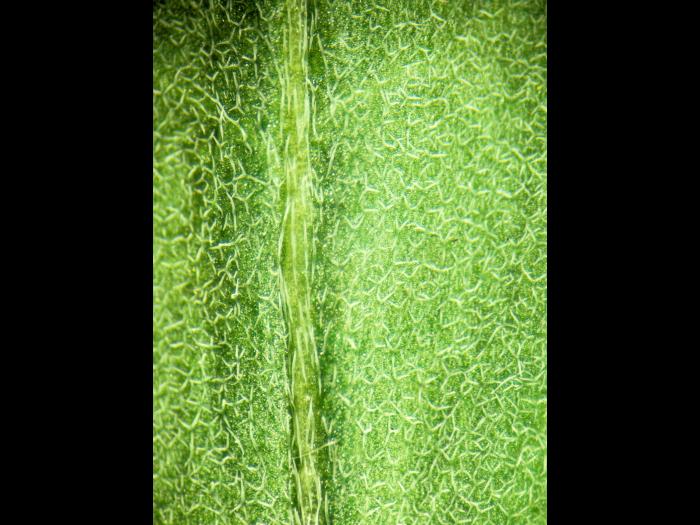 Vélar fausse-giroflée(Erysimum cheiranthoides)_4