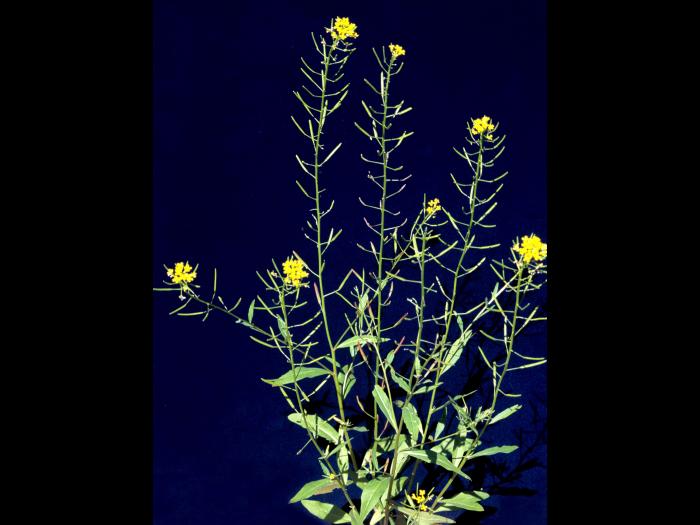 Vélar fausse-giroflée(Erysimum cheiranthoides)_6