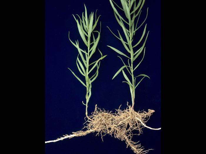 Verge d'or à feuilles de graminée(Euthamia graminifolia)_3