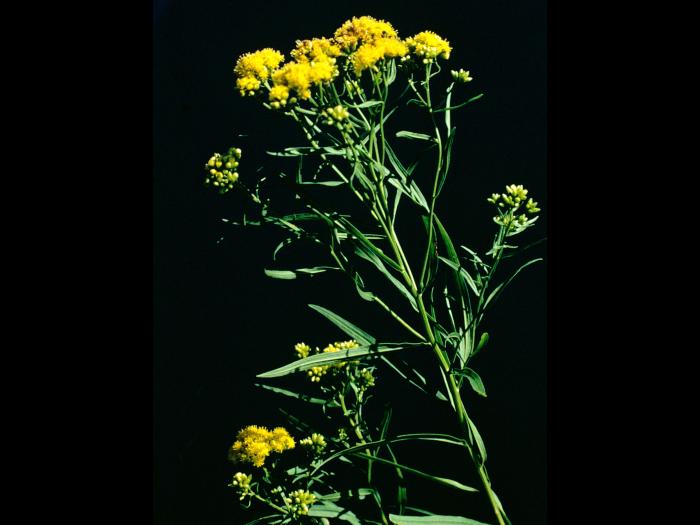 Verge d'or à feuilles de graminée(Euthamia graminifolia)_4
