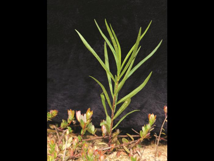 Verge d'or à feuilles de graminée(Euthamia graminifolia)_5