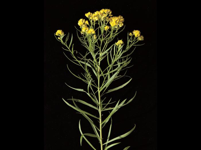 Verge d'or à feuilles de graminée(Euthamia graminifolia)_11