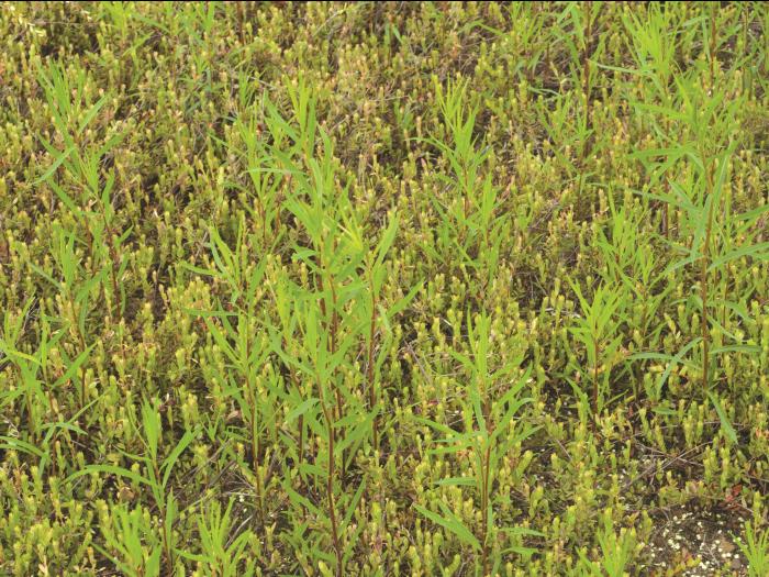 Verge d'or à feuilles de graminée(Euthamia graminifolia)_14