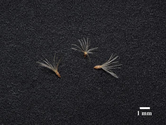 Verge d'or à feuilles de graminée(Euthamia graminifolia)_18