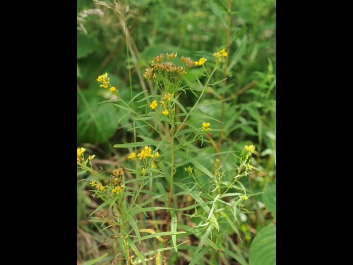 Verge d'or à feuilles de graminée(Euthamia graminifolia)_25