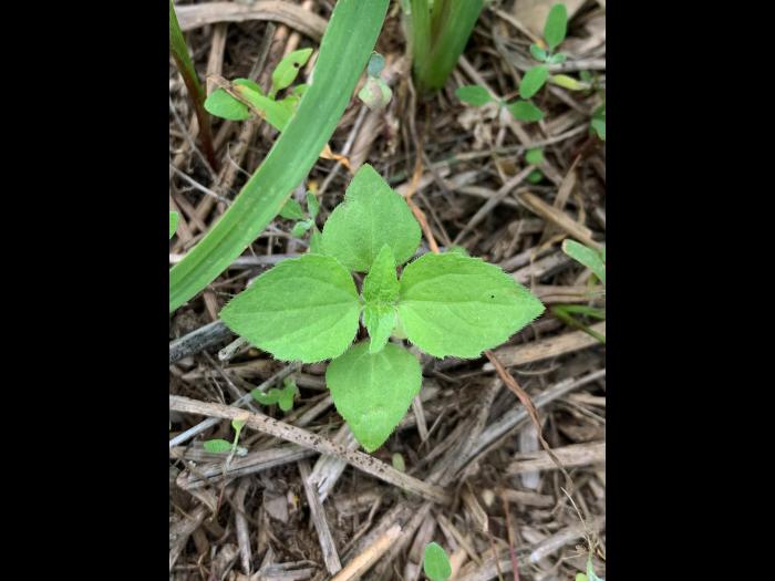 Galinsoga cilié (Galinsoga quadriradiata)_12