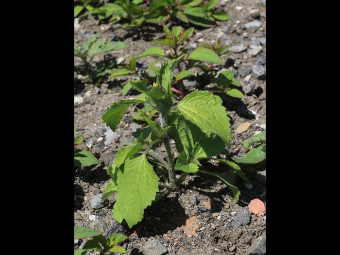 Galinsoga cilié (Galinsoga quadriradiata)_13