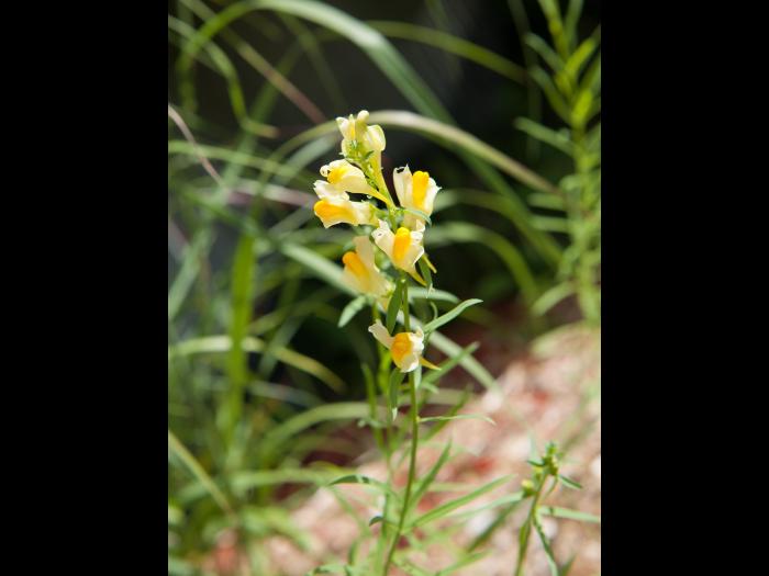 Linaire vulgaire (Linaria vulgaris)_6