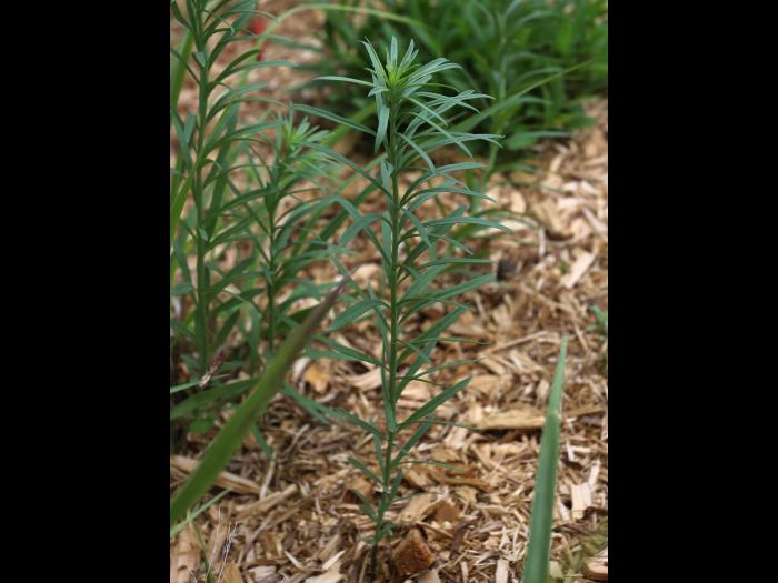 Linaire vulgaire (Linaria vulgaris)_14