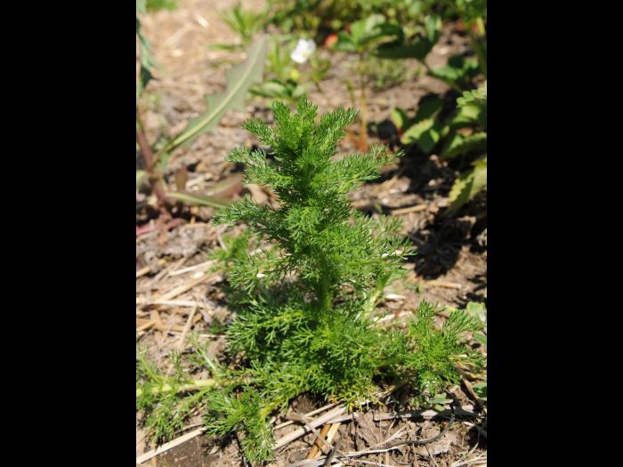 Matricaire odorante (Matricaria discoidea)_10