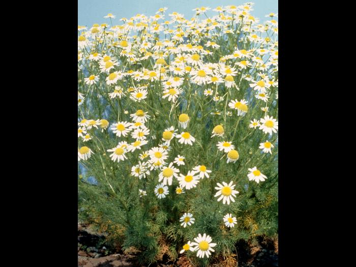 Matricaire inodore (Tripleurospermum inodorum)_2