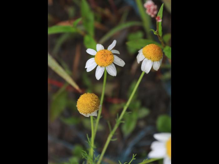 Matricaire inodore (Tripleurospermum inodorum)_16