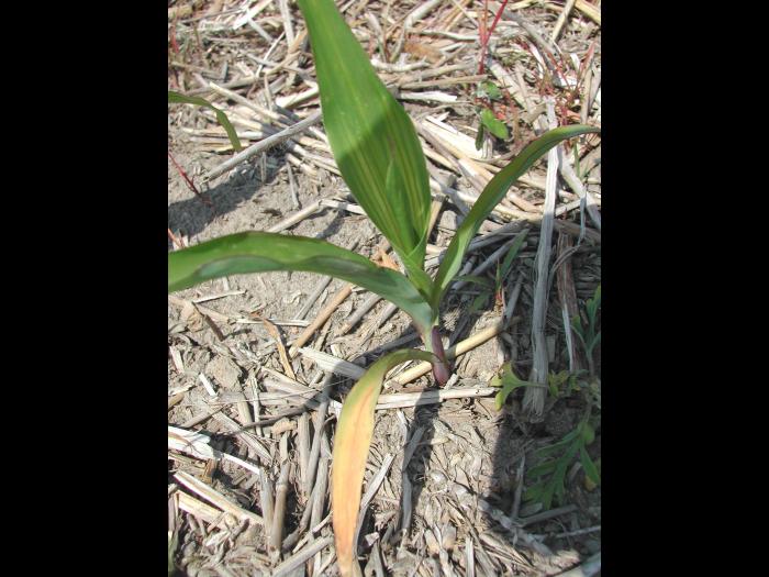 Maïs grain et fourrager - glyphosate (9)_3