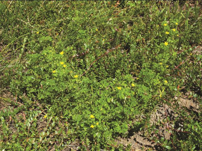 Oxalide Europe (Oxalis stricta)_7