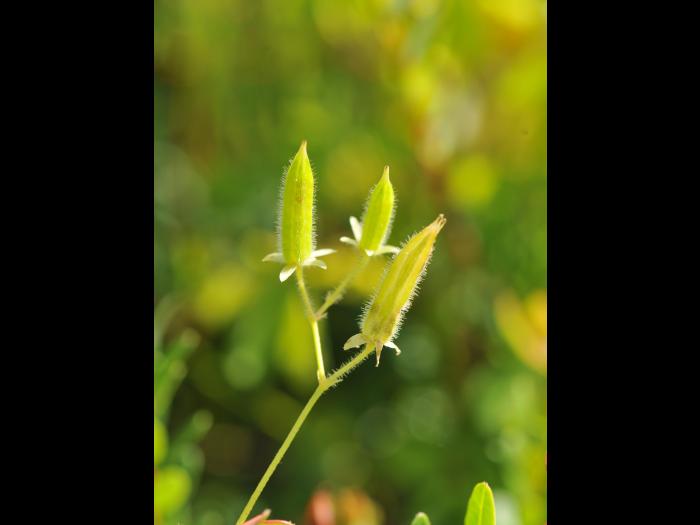 Oxalide Europe (Oxalis stricta)_17