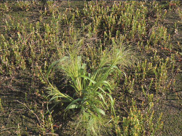 Panic capillaire (Panicum capillare)_11