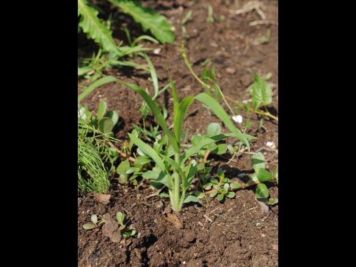 Panic capillaire (Panicum capillare)_14