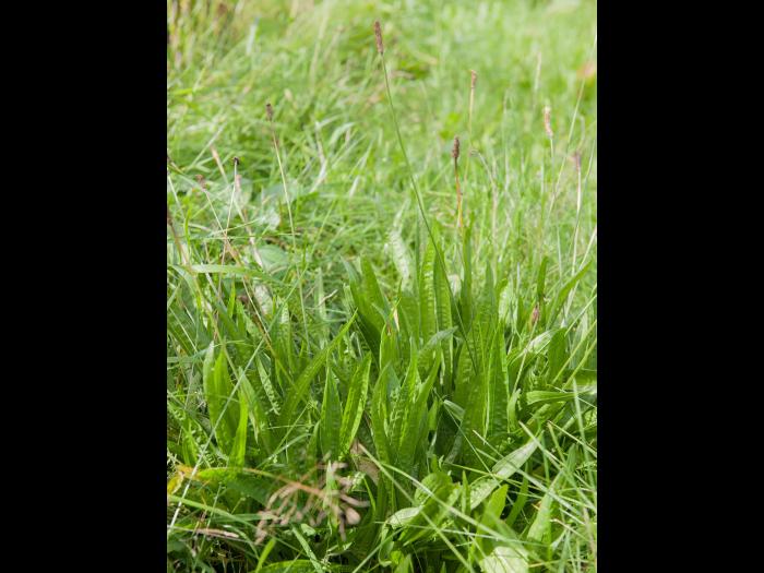 Plantain lancéolé (Plantago lanceolata)_10