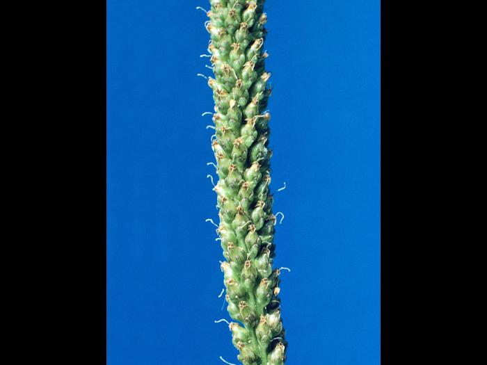 Plantain majeur (Plantago major)_6