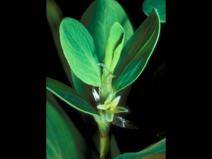 Renouée coriace (Polygonum achoreum)_3