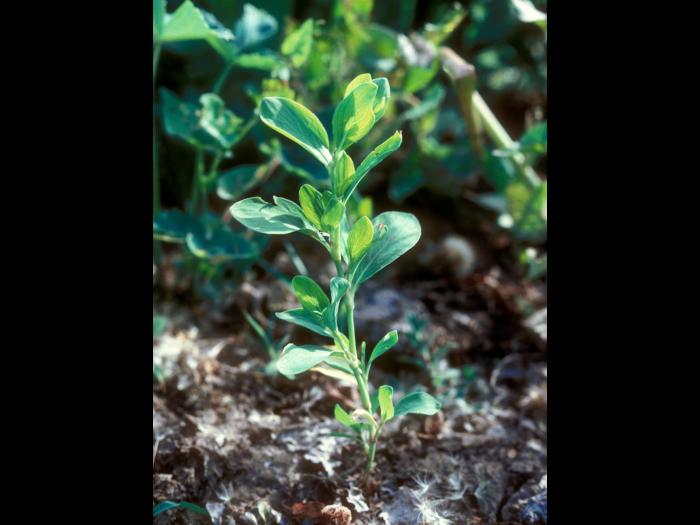 Renouée coriace (Polygonum achoreum)_6