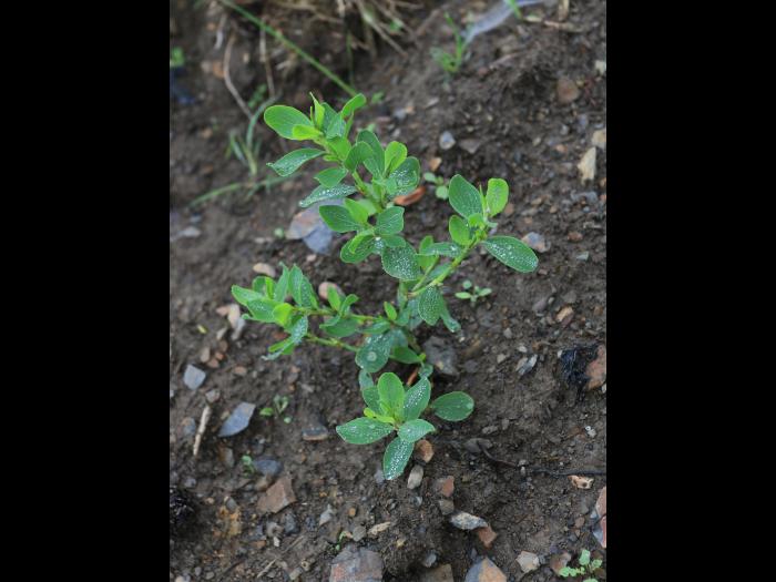 Renouée coriace (Polygonum achoreum)_17