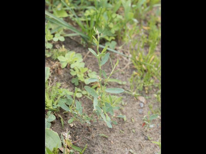 Renouée oiseaux (Polygonum aviculare)_10