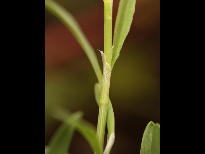 Renouée oiseaux (Polygonum aviculare)_17