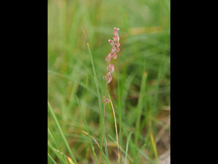 Renouée liseron (Fallopia convolvulus)_16