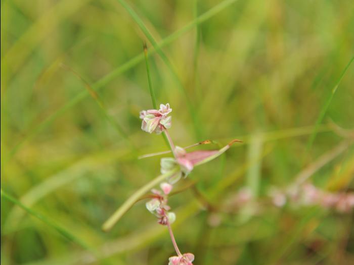Renouée liseron (Fallopia convolvulus)_17