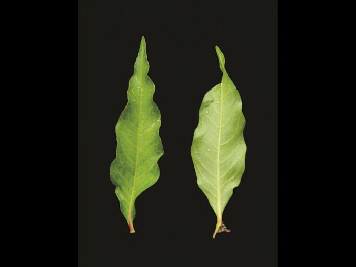 Renouée poivre eau (Persicaria hydropiper)_6