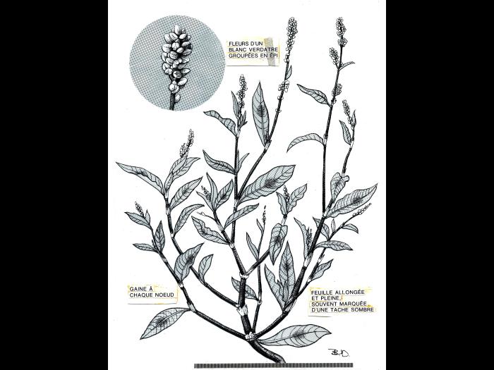 Renouée persicaire (Persicaria maculosa)_9