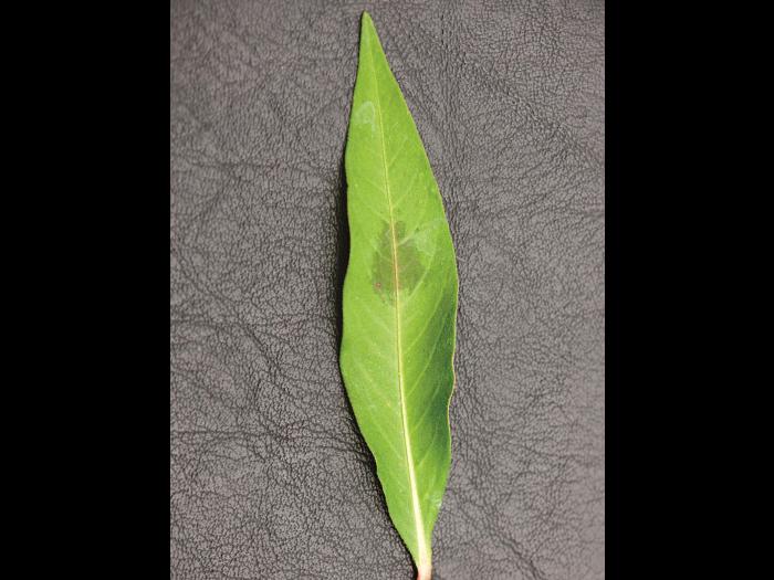 Renouée persicaire (Persicaria maculosa)_11