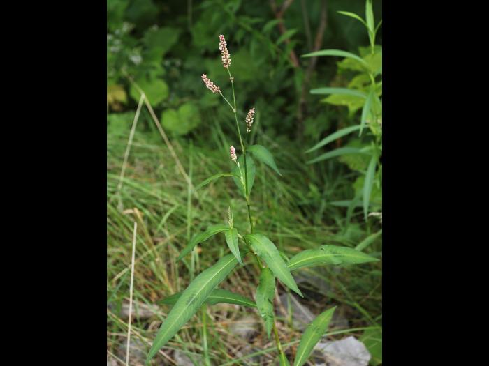 Renouée persicaire (Persicaria maculosa)_19